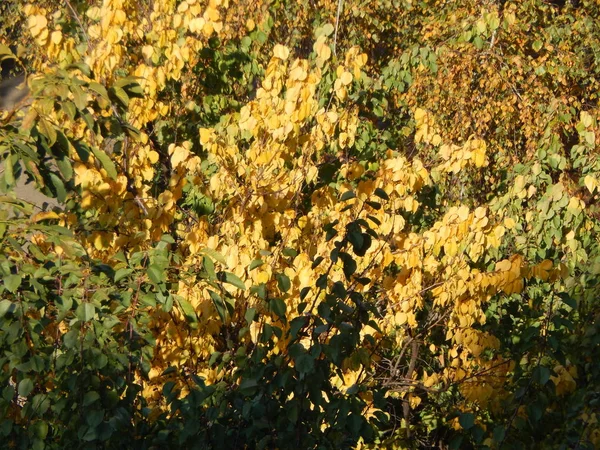 Herfst Boom Gebladerte Textuur — Stockfoto