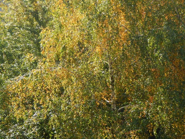 Herfst Boom Gebladerte Textuur — Stockfoto