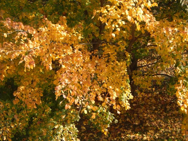 Textura Folhagem Árvore Outono — Fotografia de Stock
