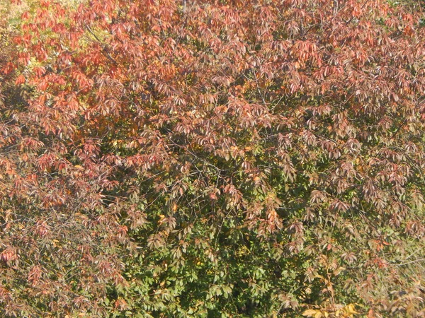 Hösten Träd Lövverk Textur — Stockfoto