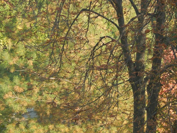 Laubstruktur Herbst — Stockfoto