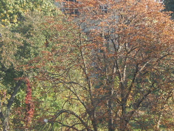 Laubstruktur Herbst — Stockfoto