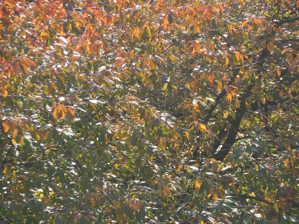 Podzimní Strom Listoví Textura — Stock fotografie