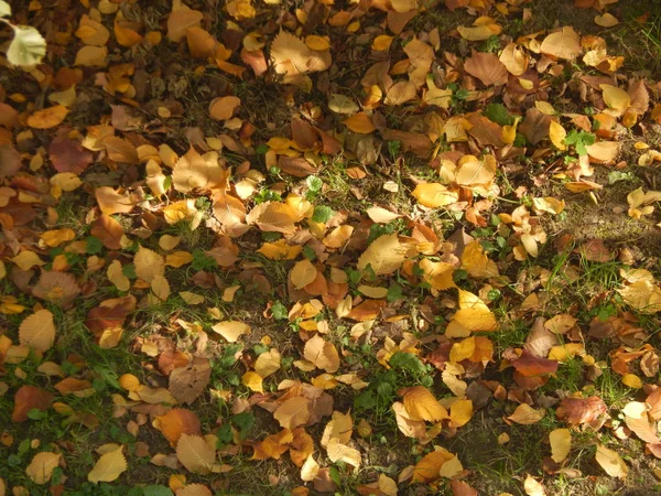 Laubstruktur Herbst — Stockfoto