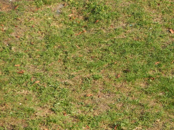 Laubstruktur im Herbst — Stockfoto