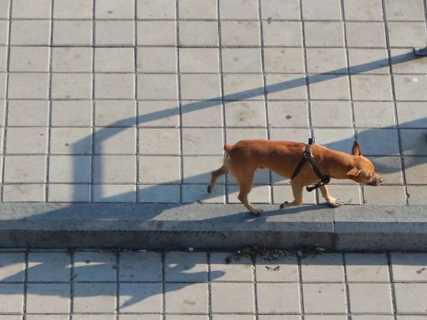 Vari Animali Nella Città Uccelli Cani Insetti — Foto Stock