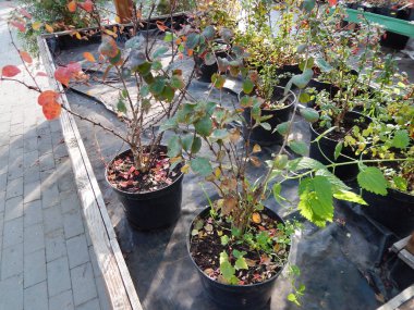 Bahçe süs bitkileri fidanlık