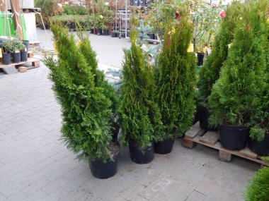 Bahçe süs bitkileri fidanlık