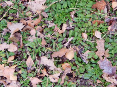 Ormanda sonbaharında yabani çilek büyümek