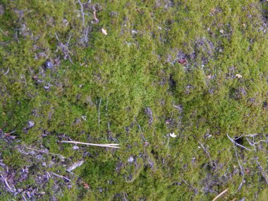 Ormanda sonbaharında yabani çilek büyümek
