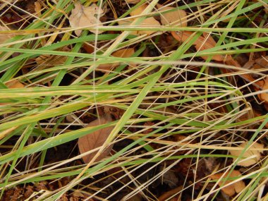 Ormanda sonbaharında yabani çilek büyümek