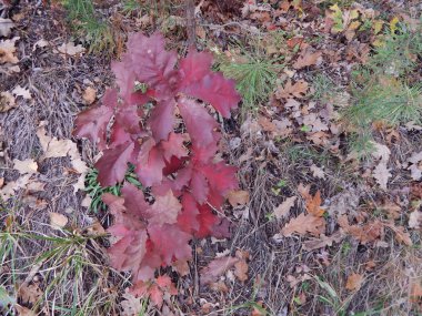 Ormanda sonbaharında yabani çilek büyümek