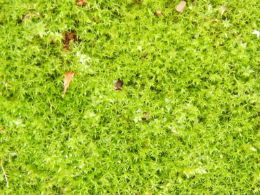 Ormanda sonbaharında yabani çilek büyümek