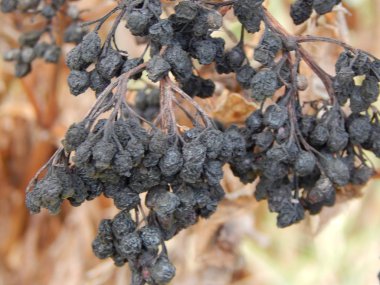 Bitkiler ve Doğa Sonbahar ormanın doku