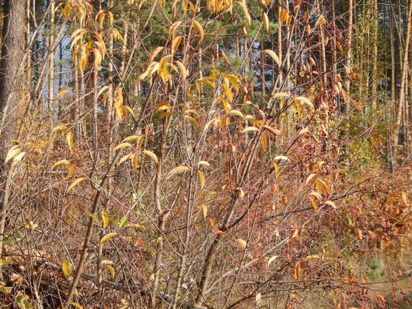 Les Baies Sauvages Automne Poussent Dans Forêt — Photo