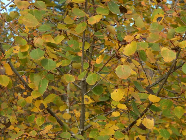 Дикие Ягоды Осенью Растут Лесу — стоковое фото