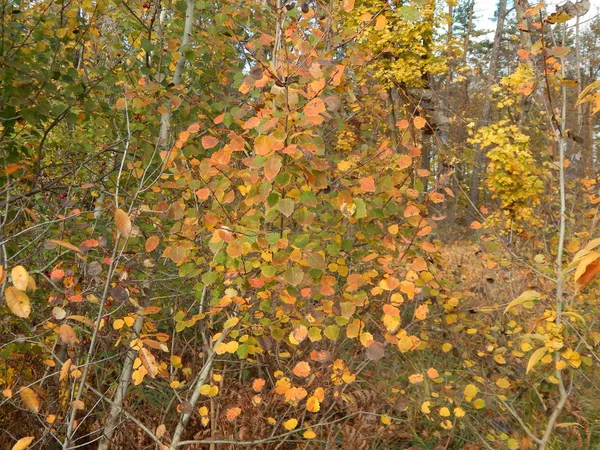 Wilde Beeren Herbst Wachsen Wald — Stockfoto