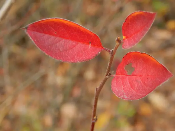 Lesní Plody Podzim Roste Lese — Stock fotografie