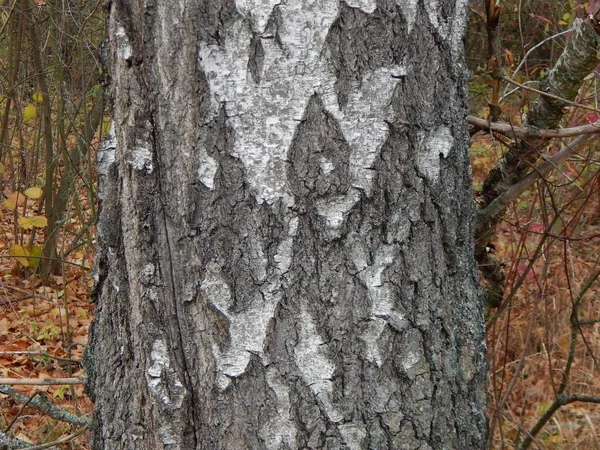 Vilda Bär Höst Växer Skogen — Stockfoto