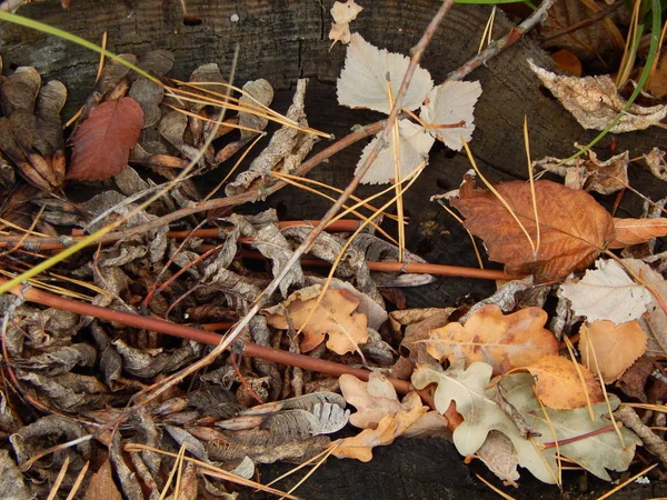 Wild Berries Autumn Grow Forest — Stock Photo, Image