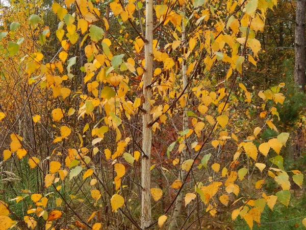 Wilde Bessen Herfst Groeien Het Bos — Stockfoto