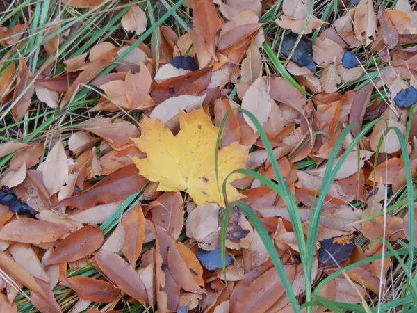 Las Bayas Silvestres Otoño Crecen Bosque —  Fotos de Stock