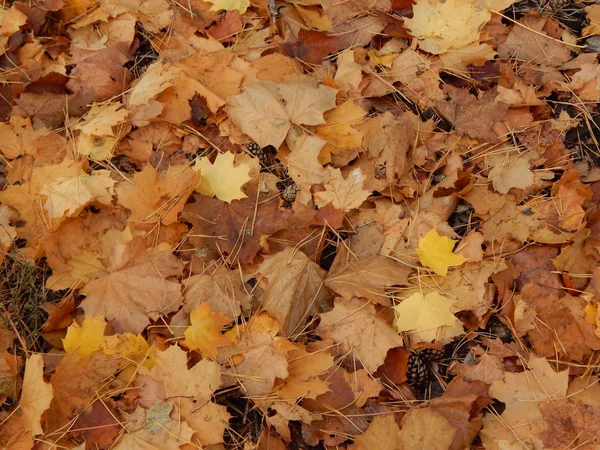 Ormanda sonbaharında yabani çilek büyümek