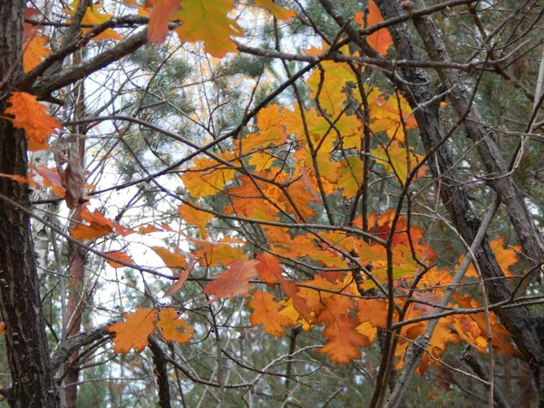 Wilde Beeren Herbst Wachsen Wald — Stockfoto