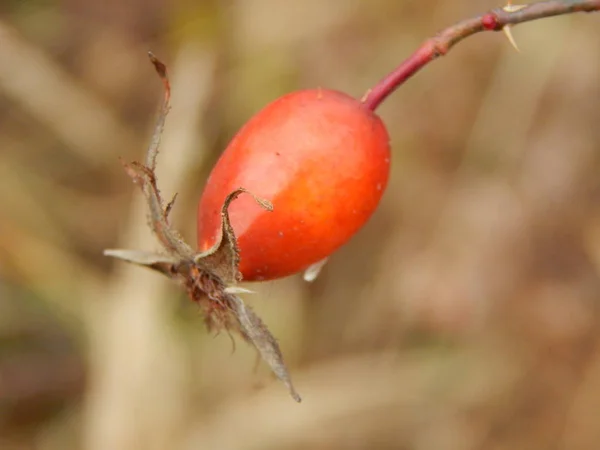 Berries Ripe Red Rosehip — Stock Photo, Image