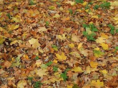 Ağaçlar ve bitkiler doğal dokular