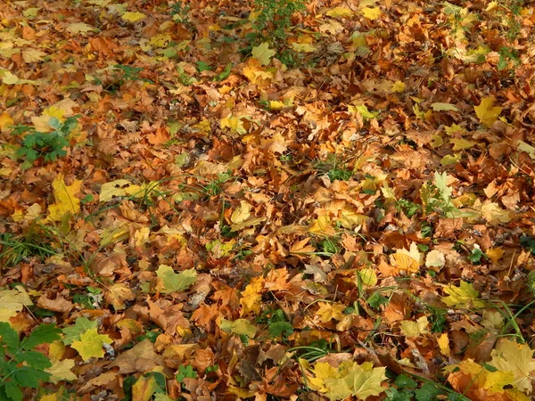 Natuurlijke Texturen Van Bomen Planten — Stockfoto