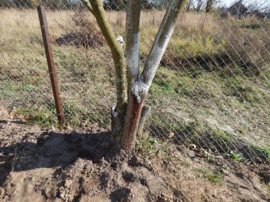 Genç ağaç fidan sonbaharda bahçede dikim.