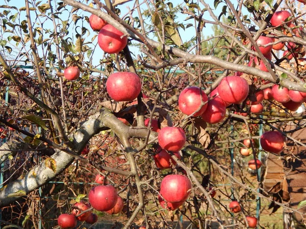 Hösten Trädgård Och Fruktträd — Stockfoto