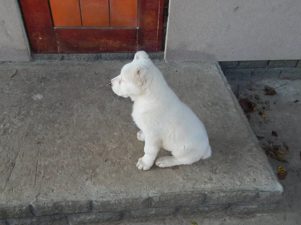 Γιορκσάιρ Κουτάβι Σκυλί Στην Αυλή — Φωτογραφία Αρχείου
