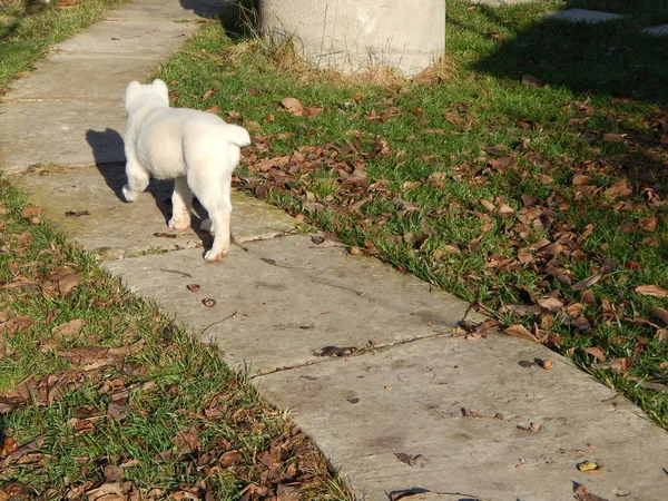 Alabai Puppy Dog Yard — Stock Photo, Image