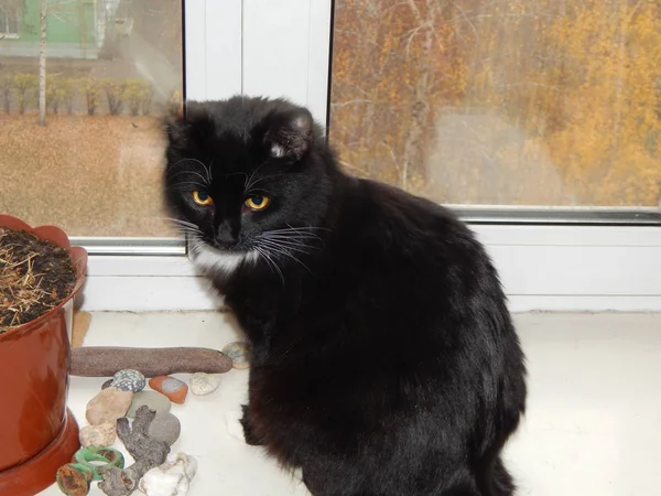 Черная Кошка Живет Играет Квартире — стоковое фото