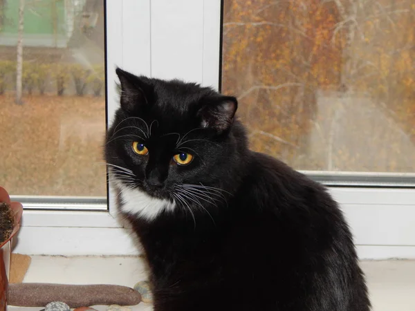 Black Cat Lives Plays Apartment — Stock Photo, Image