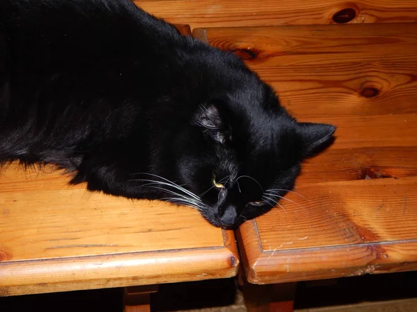 Black Cat Lives Plays Apartment — Stock Photo, Image