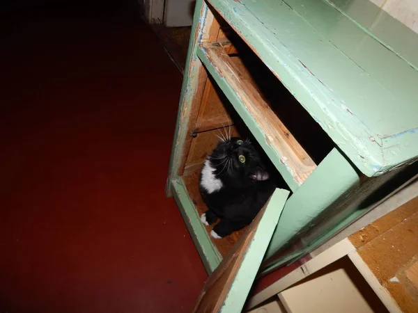 Zwarte kat leeft en speelt in het appartement — Stockfoto