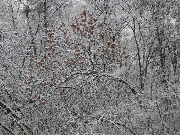 Texturas de nieve invernal, árboles y plantas en las heladas — Foto de Stock