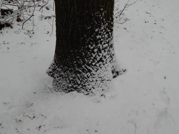 Υφές χιόνι το χειμώνα, δέντρα και φυτά σε παγετό — Φωτογραφία Αρχείου