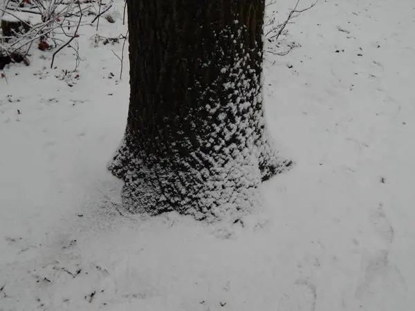 Tekstury zima snow, drzewa i rośliny w mróz — Zdjęcie stockowe