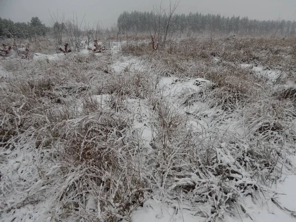 Tekstury zima snow, drzewa i rośliny w mróz — Zdjęcie stockowe