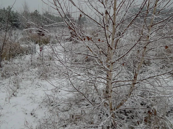 Texturas de nieve invernal, árboles y plantas en las heladas — Foto de Stock