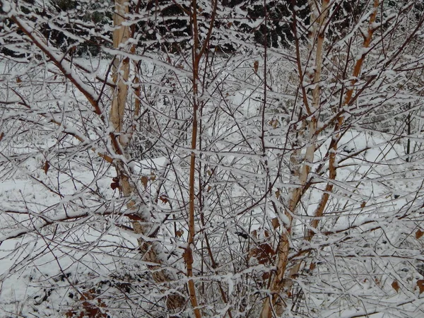 Texturen von Winterschnee, Bäumen und Pflanzen im Frost — Stockfoto