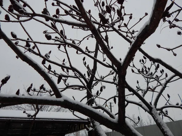 Texturer av vinter snö, träd och växter i frost — Stockfoto