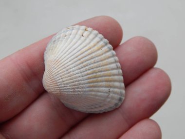 Makro çekim çeşitli doğal ve yapay doku nesneleri