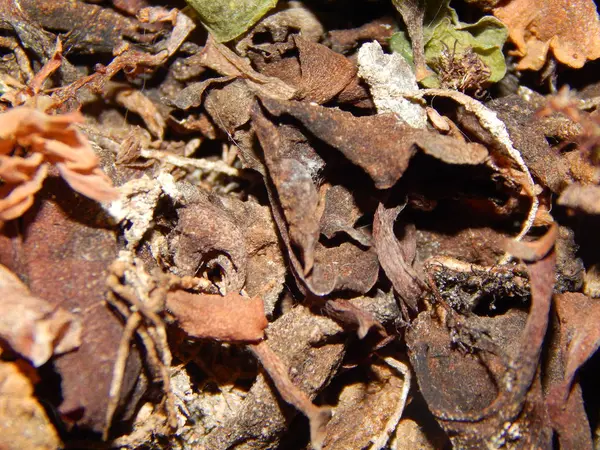 Makro Çekim Çeşitli Doğal Yapay Doku Nesneleri — Stok fotoğraf