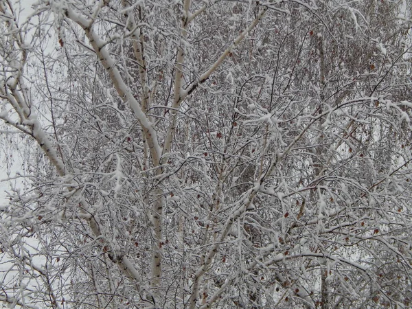 Textur Schnee Fiel Auf Der Straße Weißer Hintergrund — Stockfoto