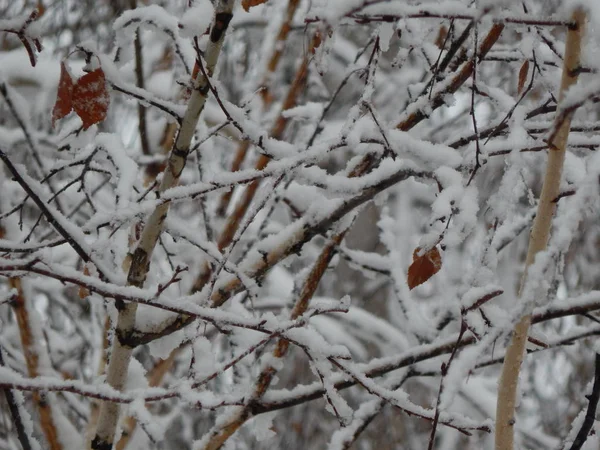 Textur Schnee Fiel Auf Der Straße Weißer Hintergrund — Stockfoto